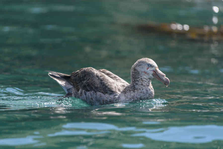 Albatros Real - islas Georgias del Sur 01.jpg